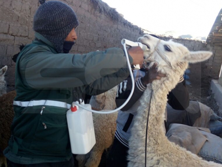 Ministerio de Agricultura entrega kits veterinarios y de abono foliar para Cusco y otros departamentos del país ante bajas temperaturas